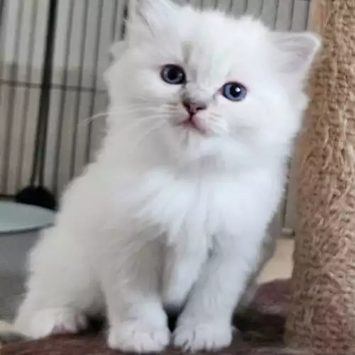 Ragdoll Cat For Sale in Seven Kings, Greater London, England