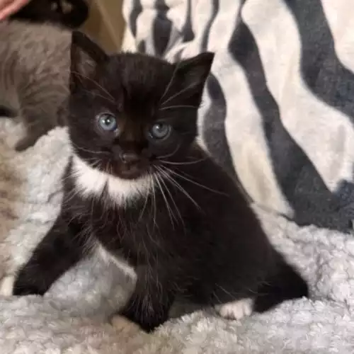 Norwegian Forest Cat kittens for sale in Thatcham