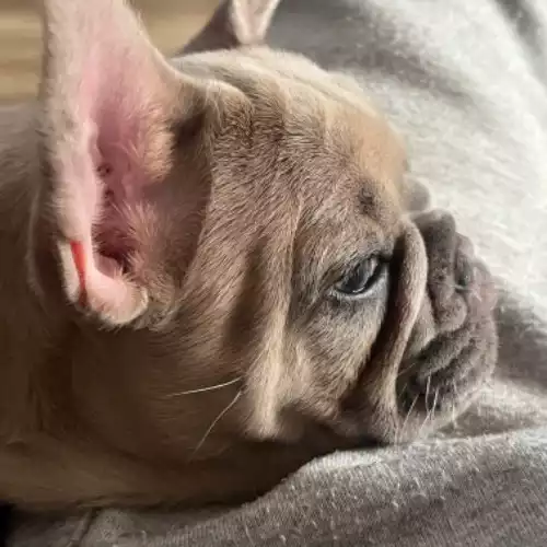 French Bulldog Dog For Sale in Bromley Green, Kent, England
