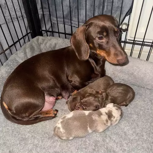 Miniature Dachshund Dog For Sale in Dudley, West Midlands