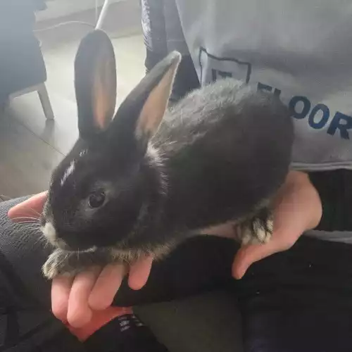 Mixed Breed Or Other Rabbit For Sale in Chipping Ongar, Essex