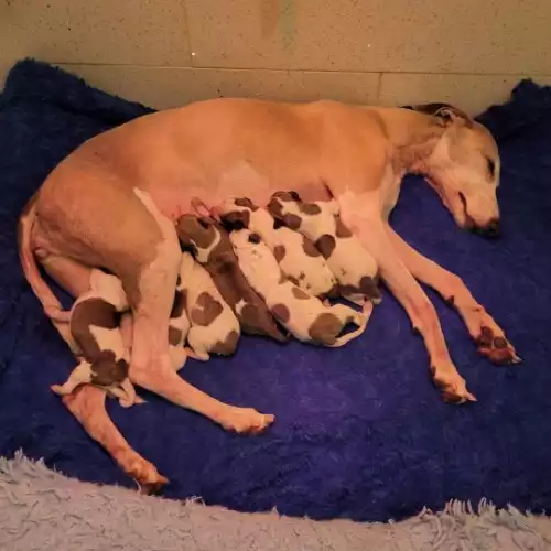 Whippet Dog For Sale in Southampton, Hampshire, England