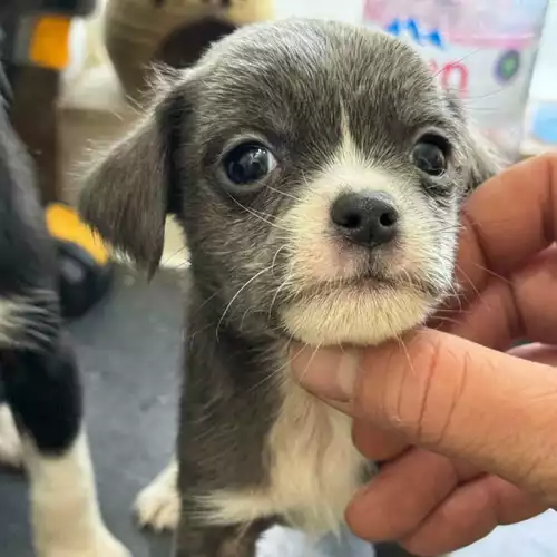 Jug Dog For Sale in Huntingdon, Cambridgeshire