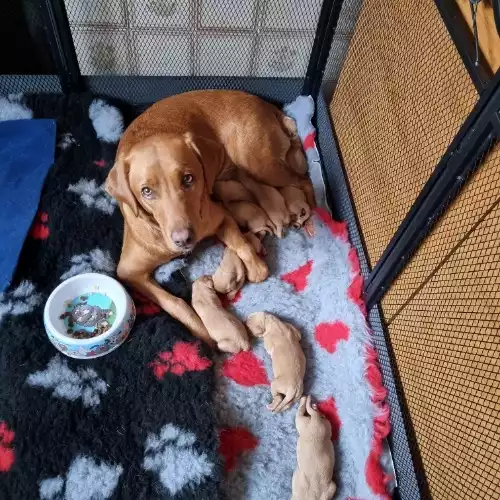 Labrador Retriever Dog For Sale in Bolsover, Derbyshire, England