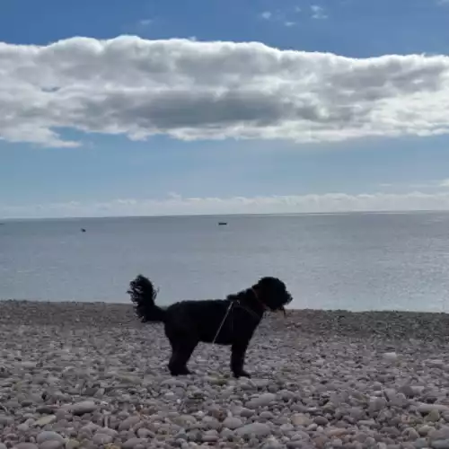 Sproodle Dog For Adoption in Budleigh Salterton, Devon, England