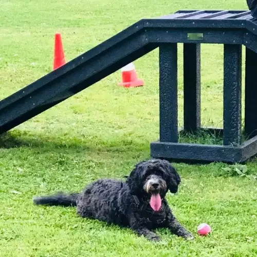 Sproodle Dog For Adoption in Budleigh Salterton, Devon, England