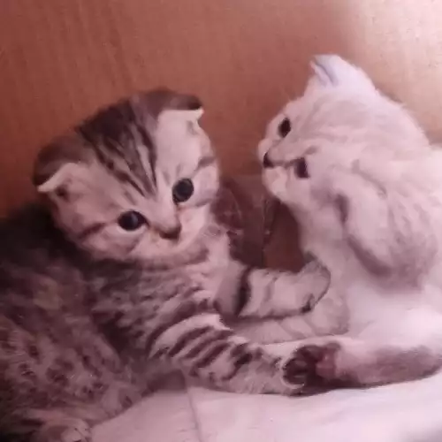 Scottish Fold Cat For Sale in Oxford, Oxfordshire, England