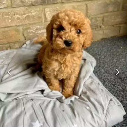 Cockapoo Dog For Sale in Staines-upon-Thames, Surrey