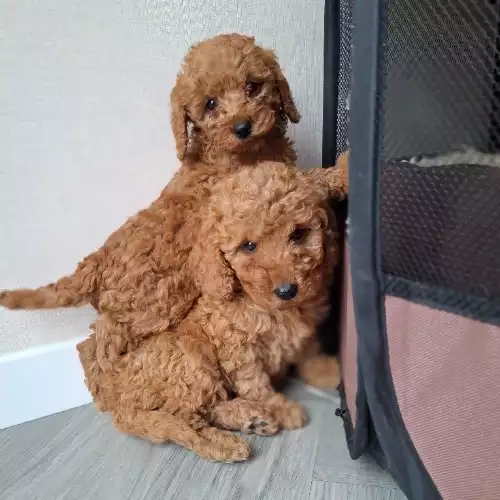 Cockapoo Dog For Sale in Staines-upon-Thames, Surrey