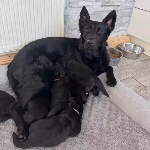 German Shepherd Dog For Sale in Pontypridd, Mid Glamorgan