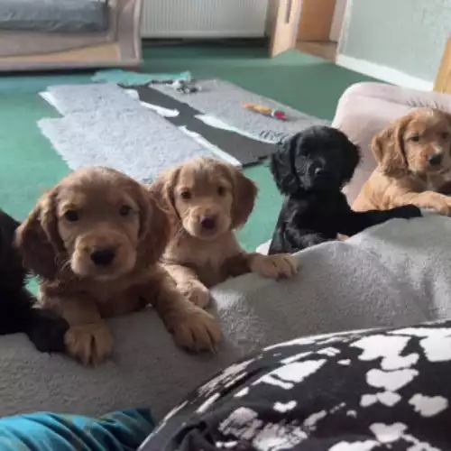 Cocker Spaniel Dog For Sale in Ayr, Ayrshire and Arran, Scotland