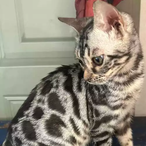 Bengal Cat For Sale in Cannock, Staffordshire