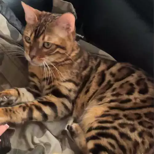 Bengal Cat For Sale in Cannock, Staffordshire