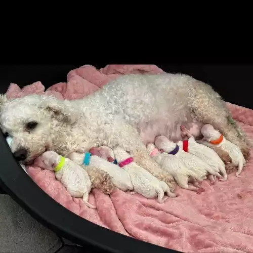 Bichon Frise Dog For Sale in Wrexham / Wrecsam, Clwyd, Wales