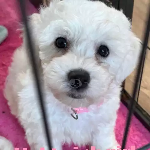 Bichon Frise Dog For Sale in Wrexham / Wrecsam, Clwyd, Wales