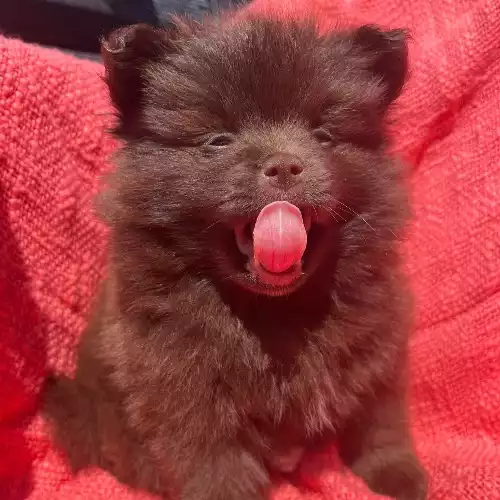 Pomeranian Dog For Sale in Prestatyn, Clwyd, Wales