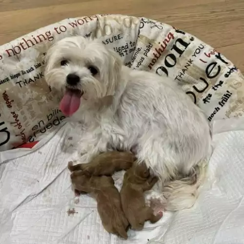 Maltipoo Dog For Sale in London