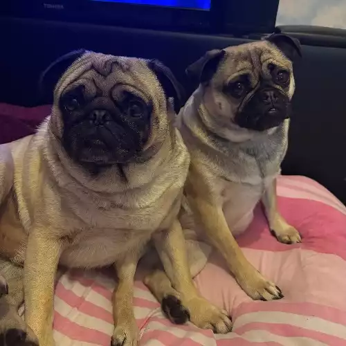 Pug Dog For Adoption in Consett, Durham