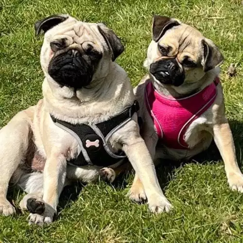 Pug Dog For Adoption in Consett, Durham