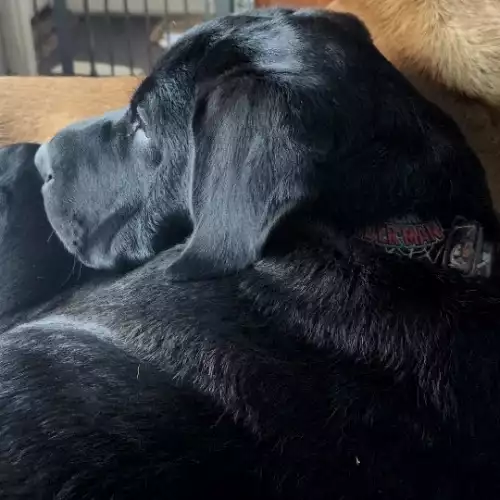 Labrador Retriever Dog For Adoption in Gainsborough, Lincolnshire