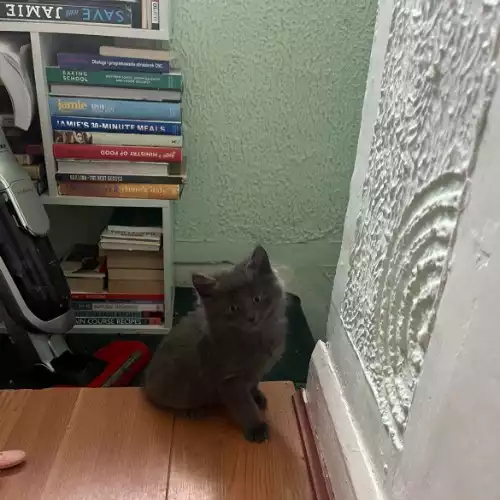 Russian Blue Cat For Sale in Birmingham, West Midlands, England