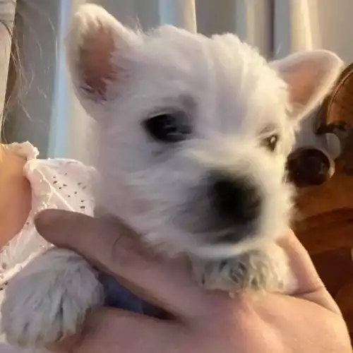 West Highland Terrier Dog For Sale in Stockport, Greater Manchester, England