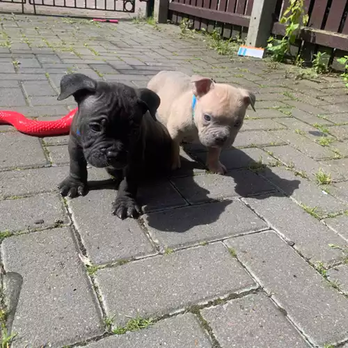 American Bully Dog For Sale in Leeds, West Yorkshire