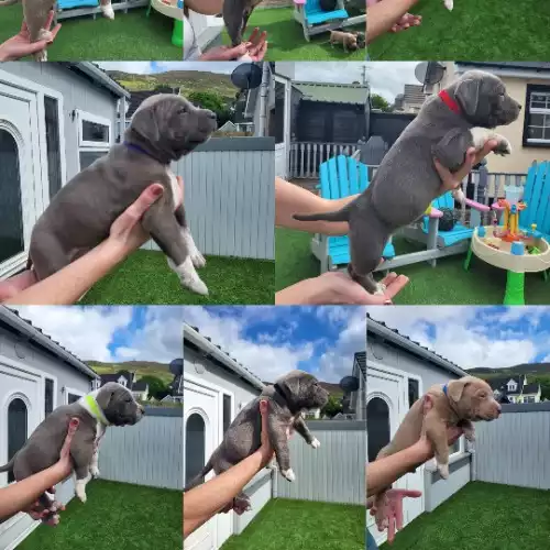 American Bully Dog For Sale in Derry / Londonderry, County Derry / Londonderry, Northern Ireland