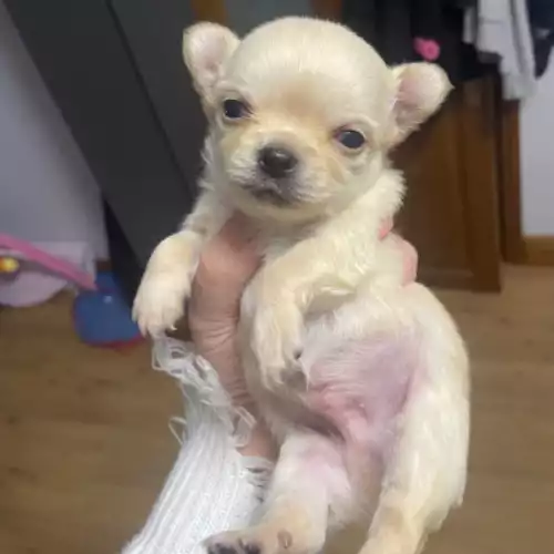 Chihuahua Dog For Sale in Gilfach Goch, Mid Glamorgan, Wales