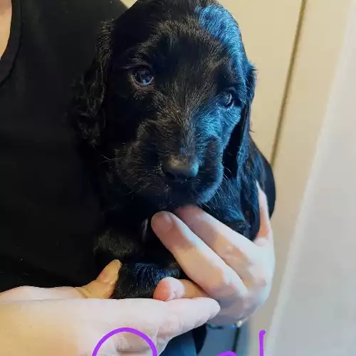 Cockapoo Dog For Sale in Salford