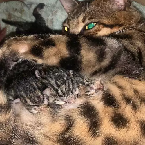 Bengal Cat For Sale in Colchester, Essex, England