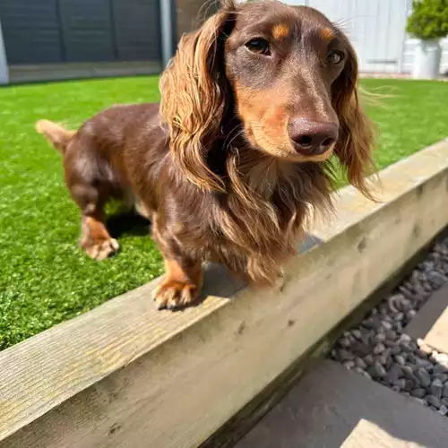 Dachshund Dog For Stud in Stotfold, Bedfordshire