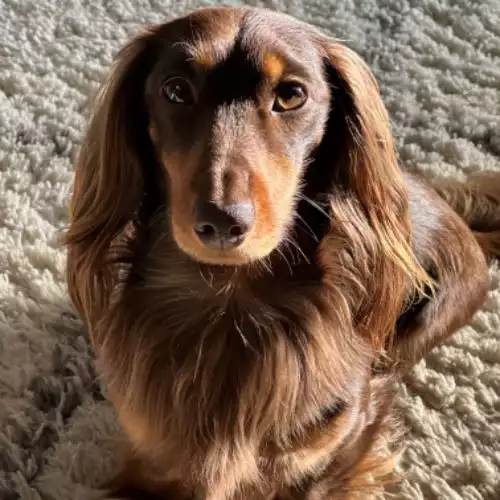 Dachshund Dog For Stud in Stotfold, Bedfordshire, England