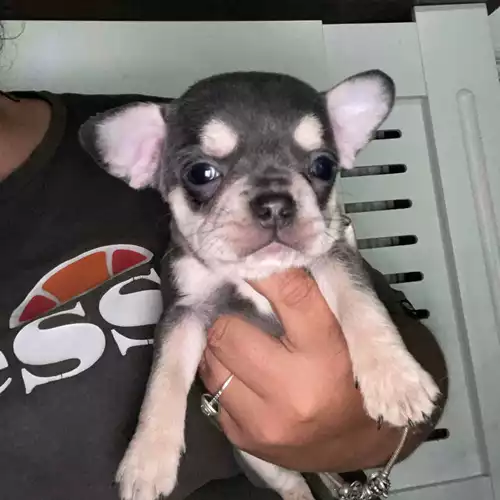 French Bulldog Dog For Sale in Grays