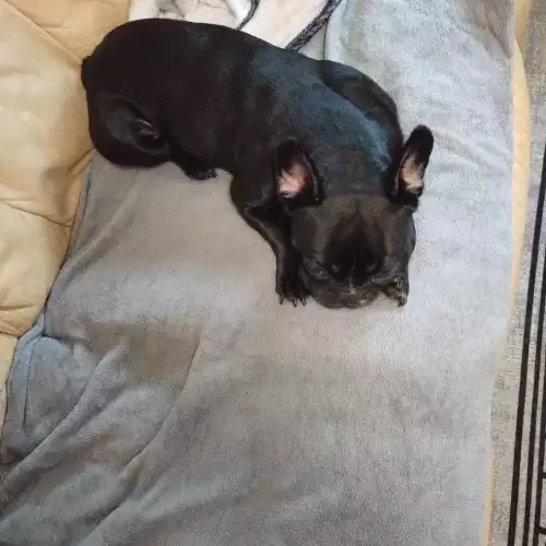 French Bulldog Dog For Adoption in Poole, Dorset, England