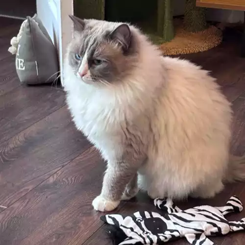 Ragdoll Cat For Stud in South Reddish, Greater Manchester