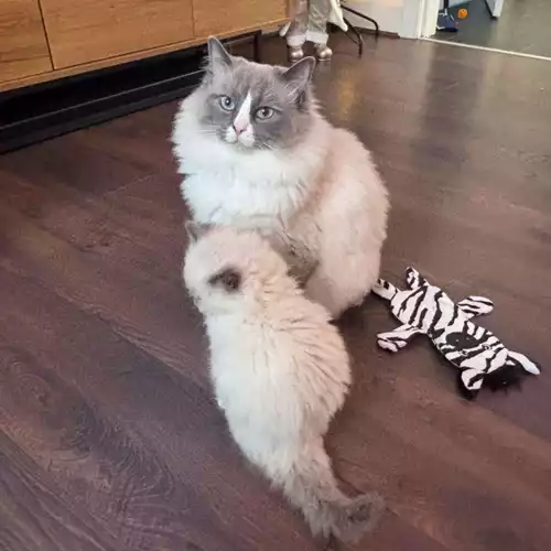 Ragdoll Cat For Stud in South Reddish, Greater Manchester