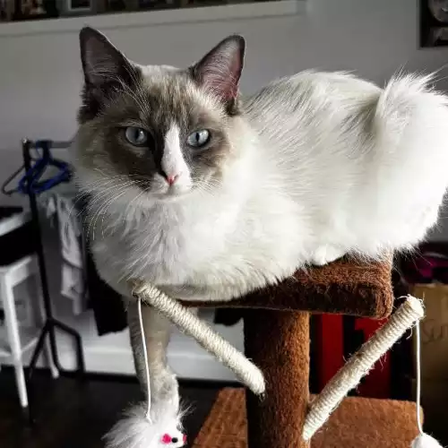 Ragdoll Cat For Stud in South Reddish, Greater Manchester, England