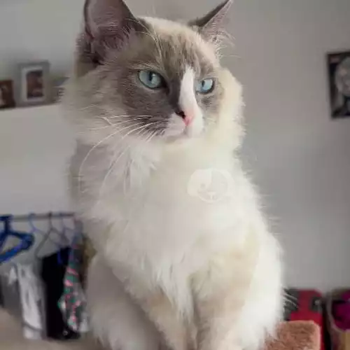 Ragdoll Cat For Stud in South Reddish, Greater Manchester, England