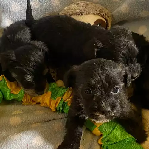 Miniature Schnauzer Dog For Sale in Blaenffos, Dyfed, Wales