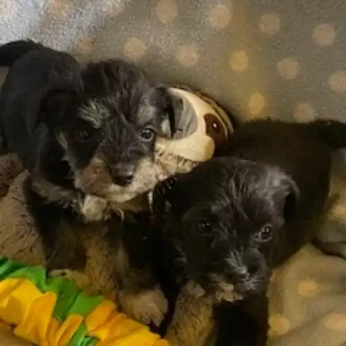 Miniature Schnauzer Dog For Sale in Blaenffos, Dyfed, Wales