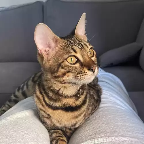 Bengal Cat For Adoption in London