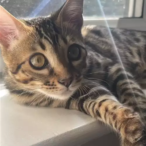 Bengal Cat For Adoption in London