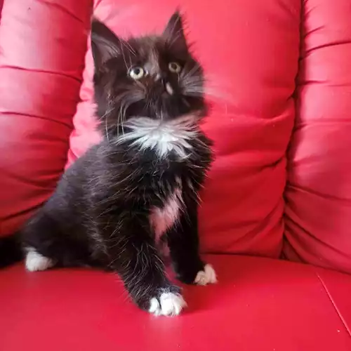 Maine Coon Cat For Sale in Basildon, Essex