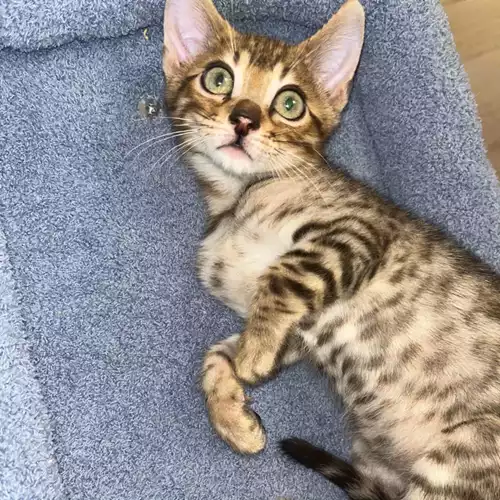 Bengal Cat For Sale in Telford, Shropshire