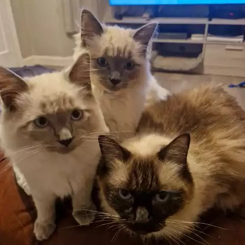 Ragdoll Cat For Sale in Newark-on-Trent, Nottinghamshire