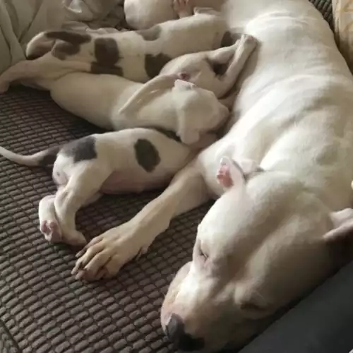 American Bulldog Dog For Sale in Liverpool