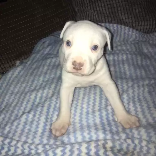 American Bulldog Dog For Sale in Liverpool