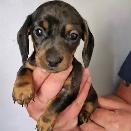 Miniature Dachshund Dog For Sale in Tipton, West Midlands, England