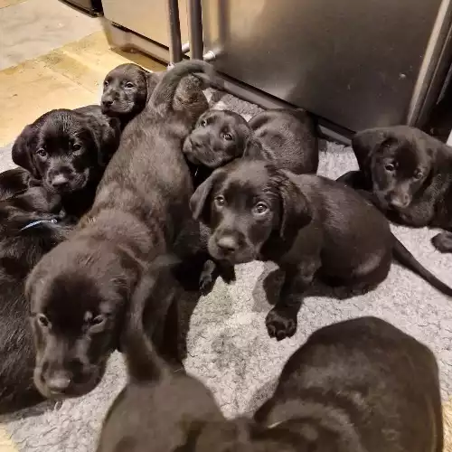 Labrador Retriever Dog For Sale in Chippenham, Wiltshire, England